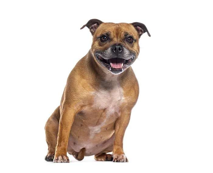 Framed Print : Happy staffordshire bull terrier sitting and panting on a white background Framed Print : Happy staffordshire bull terrier sitting and panting on a white background