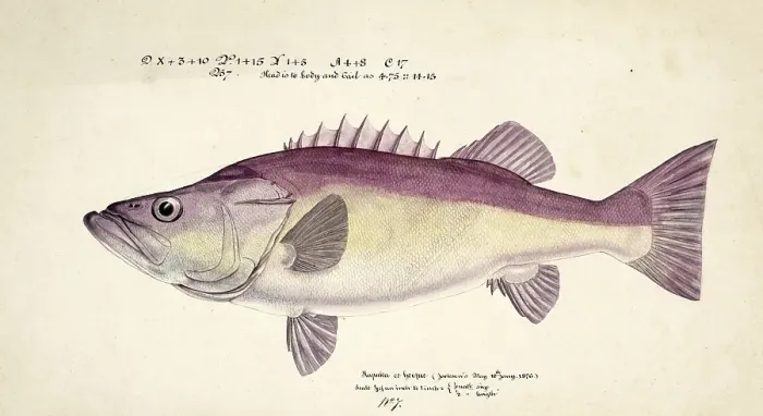 Framed Print : Hapuku, Hapuka or Whapuku, also known as groper, is a wreckfish of the family Polyprionidae, New Zealand wreckfish, Polyprion oxygeneios, groper, a wreckfish of the family Polyprionidae, fish, reproduction of an original, by Frank Edward Clarke (b)