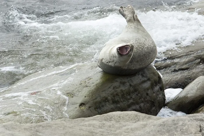 Framed Print : Harbor seal (Phoca vitulina), Forillon National Park