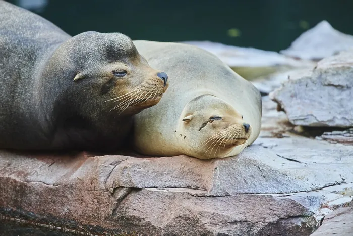 Framed Print : Harbor seal (Phoca vitulina) male and female lying on a rock