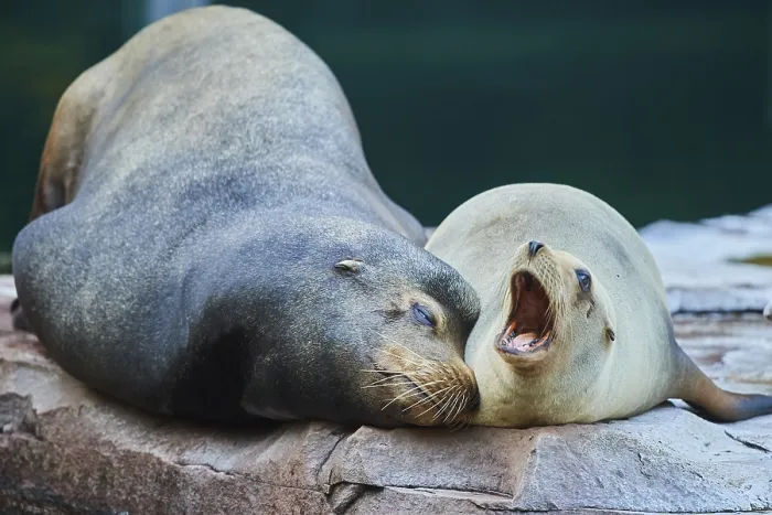 Framed Print : Harbor seal (Phoca vitulina) male and female lying on a rock