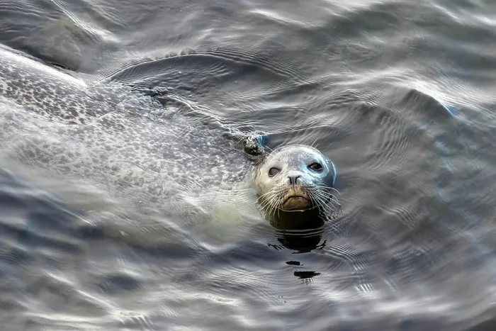 Framed Print : Harbor seal, phoca vitulina vitulina