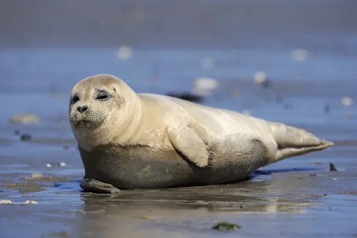 Framed Print : Harbor Seal (Phoca vitulina), young