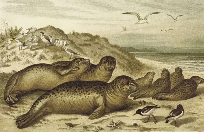 Framed Print : Harbor seal, a seal from the family of harbour seals (Phoca vitulina) Framed Print : Harbor seal, a seal from the family of harbour seals (Phoca vitulina)