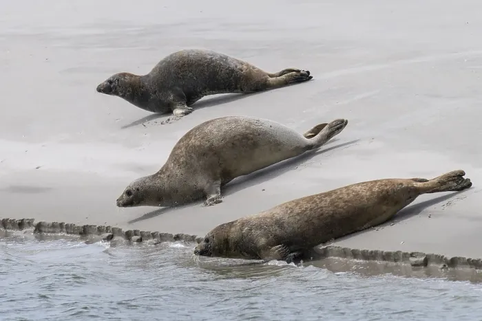 Framed Print : Harbor seals (Phoca vitulina) on a sandbank Framed Print : Harbor seals (Phoca vitulina) on a sandbank