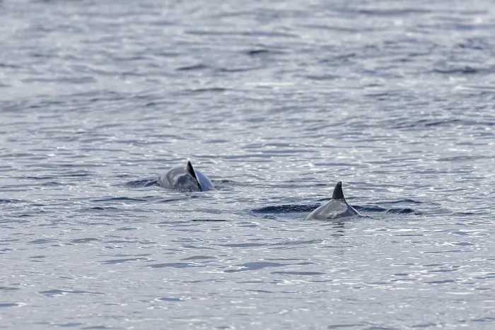 Framed Print : Two Harbour porpoises (Phocoena phocoena) in search of a school of fish Framed Print : Two Harbour porpoises (Phocoena phocoena) in search of a school of fish