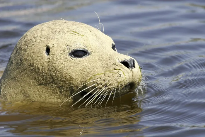 Framed Print : Harbour seal (Phoca vitulina)