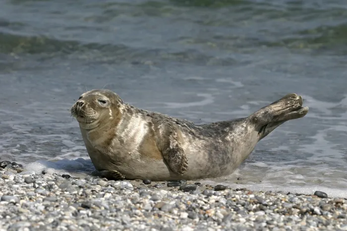 Framed Print : Harbour seal (Phoca vitulina) Framed Print : Harbour seal (Phoca vitulina)