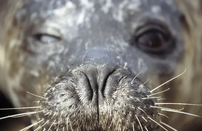Framed Print : Harbour seal (Phoca vitulina), Common seal close-up of nose with whiskers