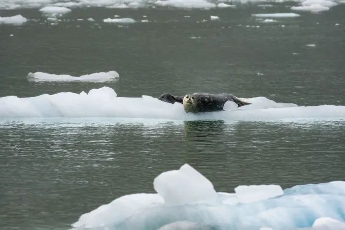Framed Print : Harbour seal (Phoca vitulina) lying on an ice floe in Northwestern Fjord Framed Print : Harbour seal (Phoca vitulina) lying on an ice floe in Northwestern Fjord