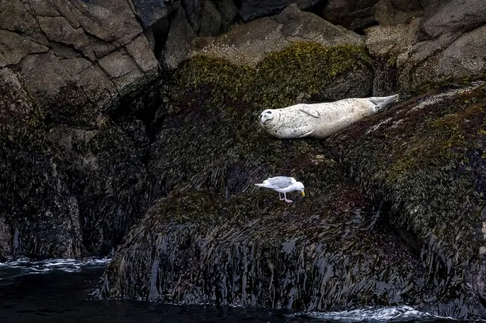 Framed Print : Harbour seal (Phoca vitulina) lying on rocks on the coast