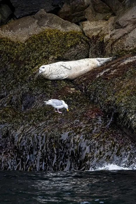 Framed Print : Harbour seal (Phoca vitulina) lying on rocks on the coast