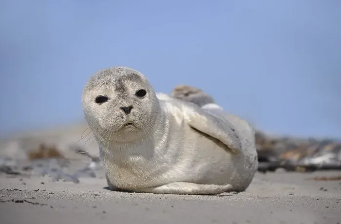 Framed Print : Harbour Seal (Phoca vitulina), pup