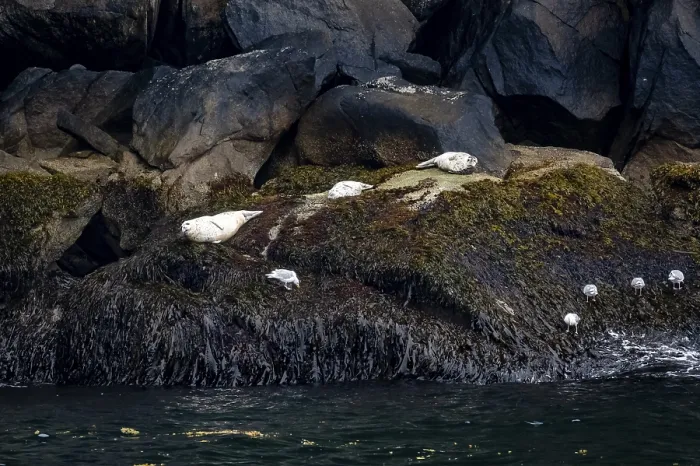 Framed Print : Harbour seals (Phoca vitulina) lying on rocks on the coast