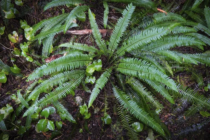 Framed Print : Hard-fern or deer fern (Blechnum spicant)