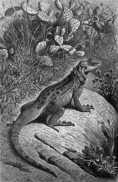 Framed Print : Hardun, syn. Agama (stellio) (Laudakia stellio)