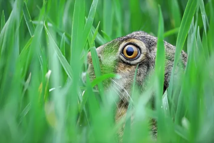 Framed Print : Hare (Lepus europaeus) in the grass Framed Print : Hare (Lepus europaeus) in the grass