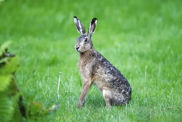 Framed Print : Hare (Lepus europaeus), sitting in the grass listening Framed Print : Hare (Lepus europaeus), sitting in the grass listening
