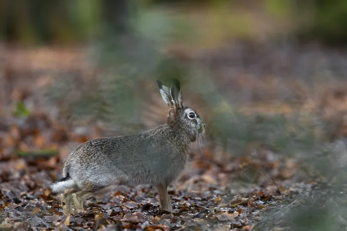 Framed Print : A hare (Lepus europaeus) suddenly appears in front of my hiding place