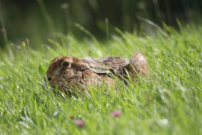 Framed Print : Hare (Lepus europaeus) on a summer meadow
