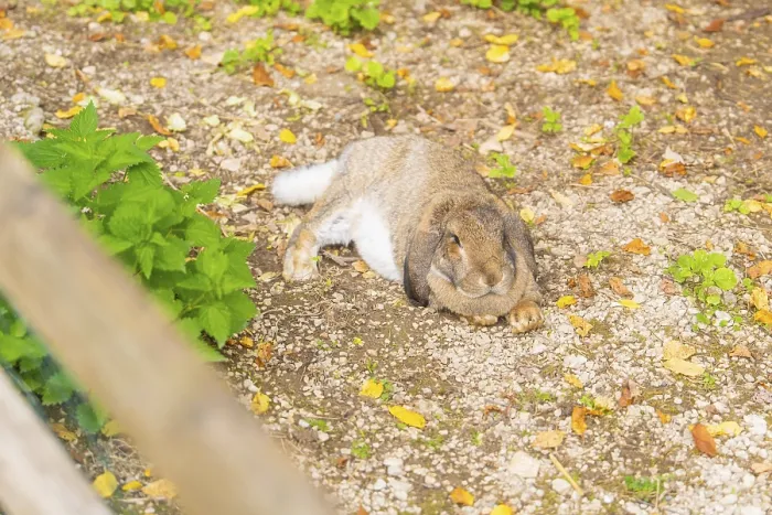 Framed Print : A hare is lying relaxed on the ground surrounded by leaves
