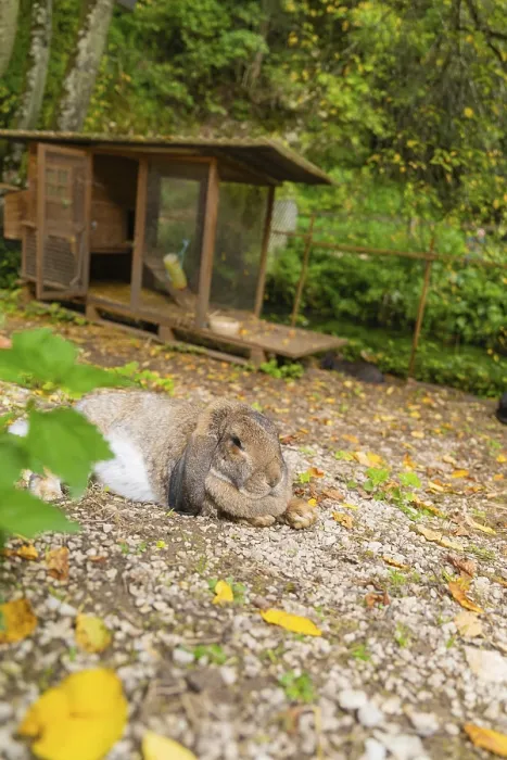 Framed Print : A hare sitting in an outdoor enclosure surrounded by fallen leaves Framed Print : A hare sitting in an outdoor enclosure surrounded by fallen leaves