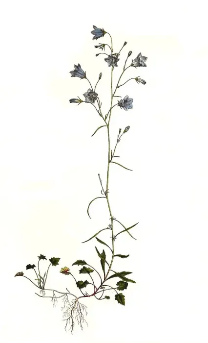 Framed Print : Harebell (Campanula rotundifolia) Framed Print : Harebell (Campanula rotundifolia)