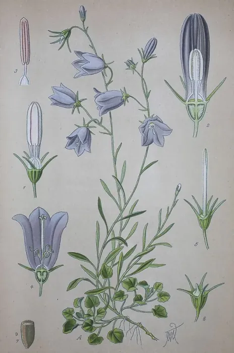 Framed Print : Harebell (Campanula rotundifolia)