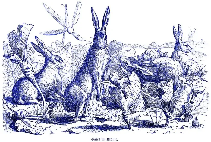 Framed Print : Three hares in the cabbage, Hubertus hunting and hunting scenes Framed Print : Three hares in the cabbage, Hubertus hunting and hunting scenes