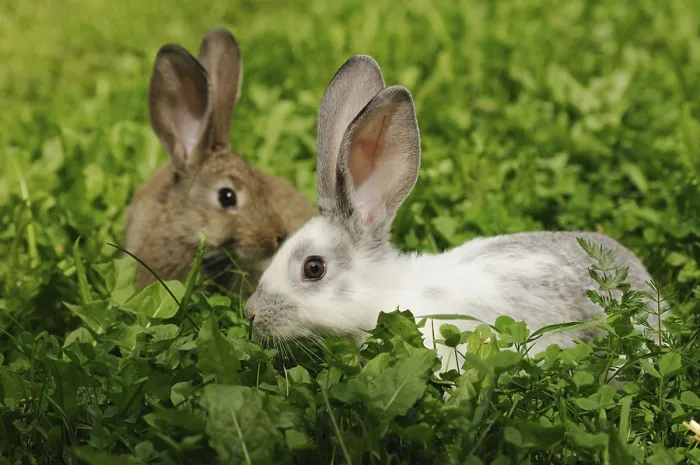 Framed Print : Two hares in the grass, one with conspicuous ears