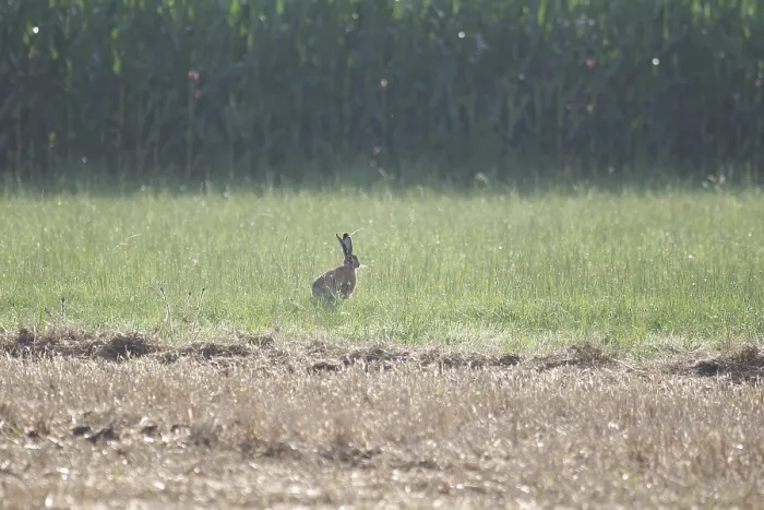 Framed Print : Hares (Leporidae), Meadow, morning Framed Print : Hares (Leporidae), Meadow, morning