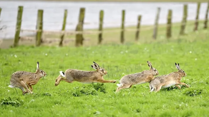 Framed Print : Several hares (Lepus europaeus) running and playing in a meadow during the mating season