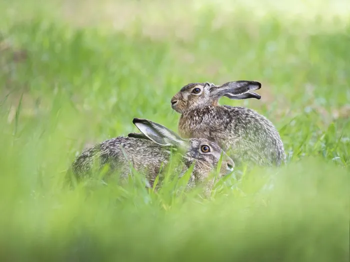 Framed Print : Two hares sitting at a meadow in spring