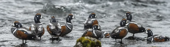 Framed Print : Harlequin Duck (Histrionicus histrionicus) male Framed Print : Harlequin Duck (Histrionicus histrionicus) male