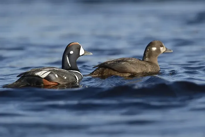 Framed Print : Harlequin ducks (Histrionicus histrionicus)