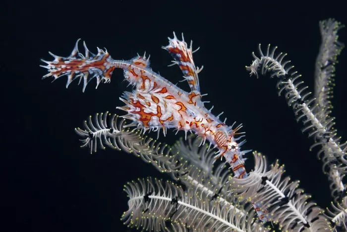 Framed Print : Harlequin ghost pipefish, Solenostomus paradoxus
