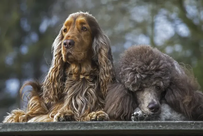 Framed Print : Harlequin poodle and English Cocker Spaniel dog close up in garden