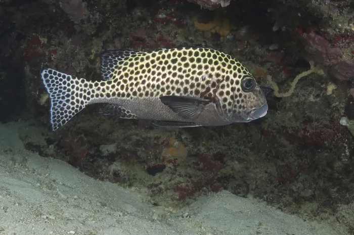 Framed Print : Harlequin Sweetlips (Plectorhinchus)