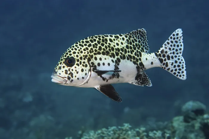 Framed Print : Harlequin Sweetlips (Plectorhinchus chaetodonoides)
