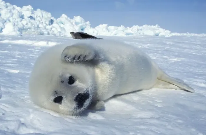 Framed Print : Harp Seal (pagophilus groenlandicus) Framed Print : Harp Seal (pagophilus groenlandicus)
