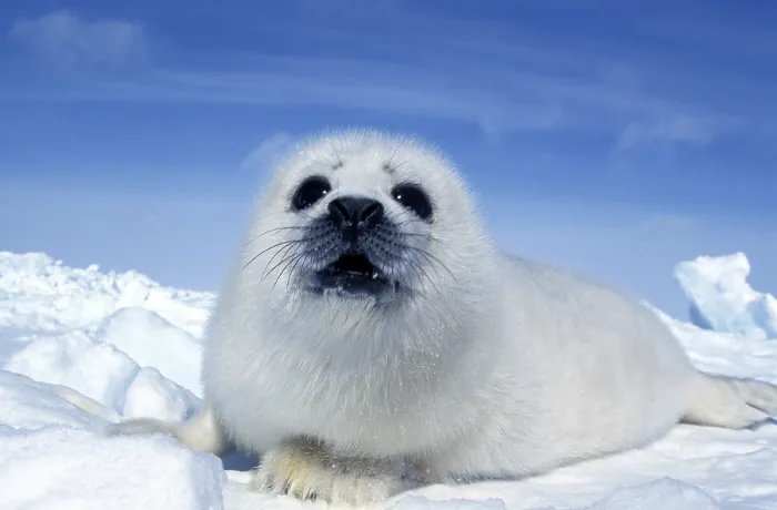 Framed Print : Harp seal (pagophilus groenlandicus)