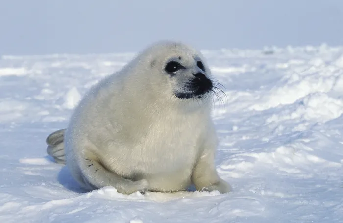 Framed Print : Harp Seal (pagophilus groenlandicus)