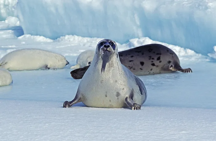 Framed Print : Harp Seal (pagophilus groenlandicus) Framed Print : Harp Seal (pagophilus groenlandicus)