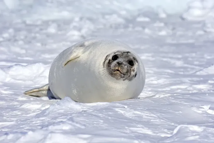 Framed Print : Harp Seal or Saddleback Seal (Pagophilus groenlandicus) Framed Print : Harp Seal or Saddleback Seal (Pagophilus groenlandicus)