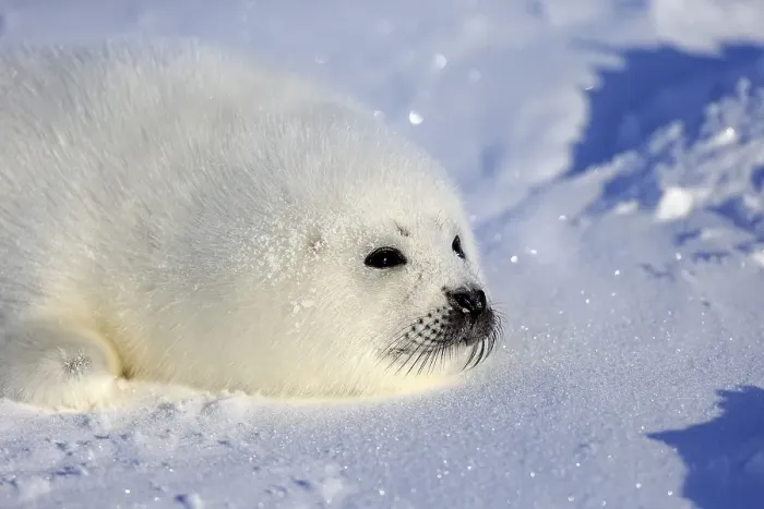 Framed Print : Harp Seal or Saddleback Seal (Pagophilus groenlandicus)