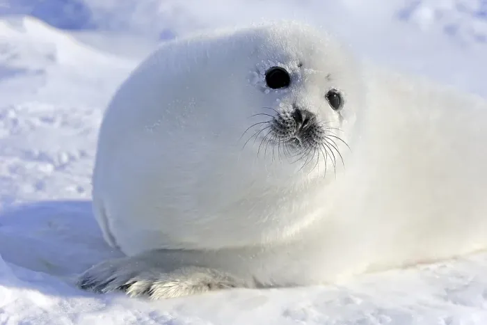 Framed Print : Harp Seal or Saddleback Seal (Pagophilus groenlandicus) Framed Print : Harp Seal or Saddleback Seal (Pagophilus groenlandicus)