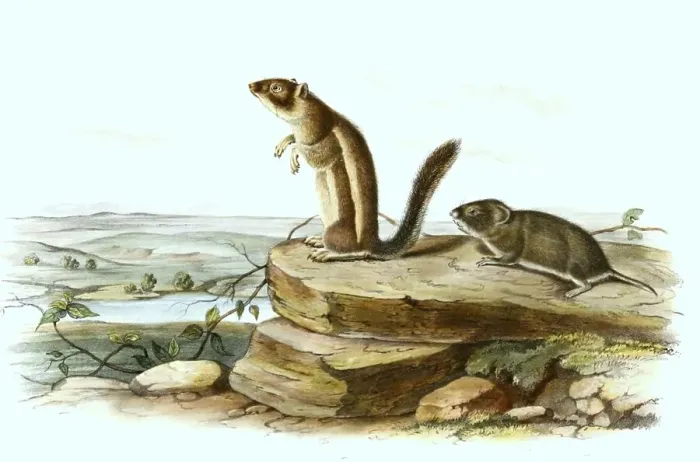 Framed Print : Harris's antelope squirrel (Ammospermophilus harrisii) and California vole