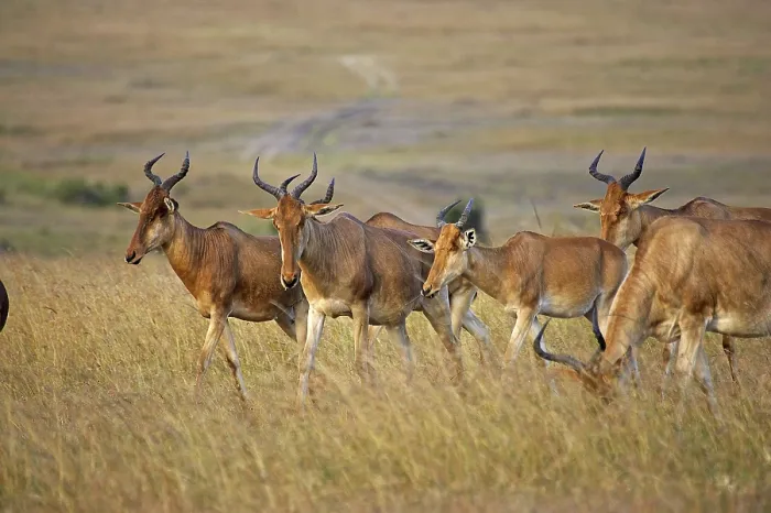 Framed Print : Hartebeest (alcelaphus buselaphus)