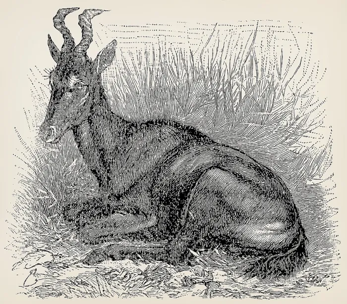 Framed Print : The hartebeest (Alcelaphus buselaphus) Framed Print : The hartebeest (Alcelaphus buselaphus)