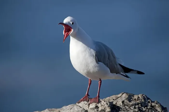 Framed Print : HARTLAUB'S GULL OR KING GULL larus hartlaubii